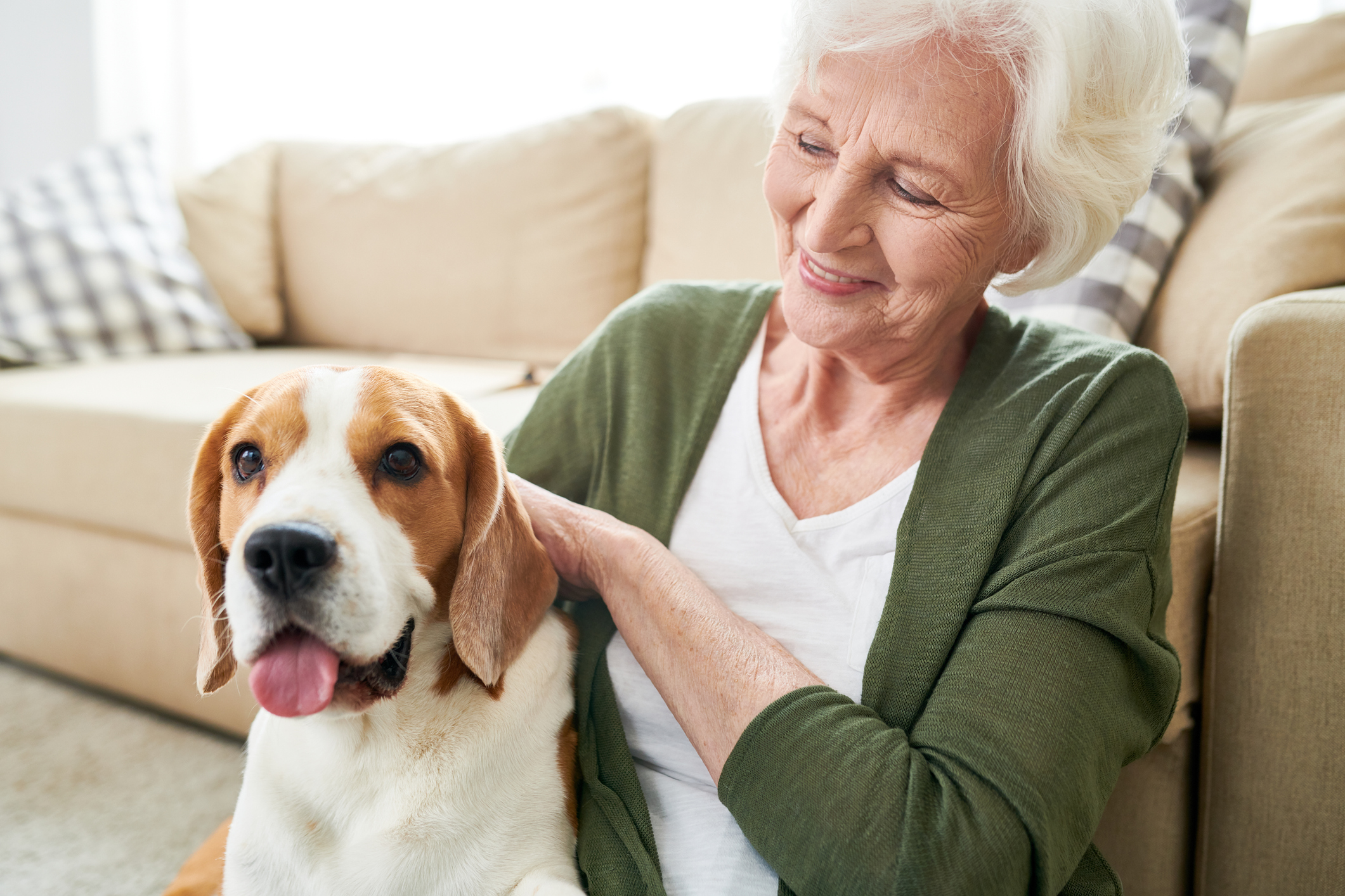 Happy senior caucasian woman with white hair sitting on floor and stroking favorite Beagle dog while hugging pet at home